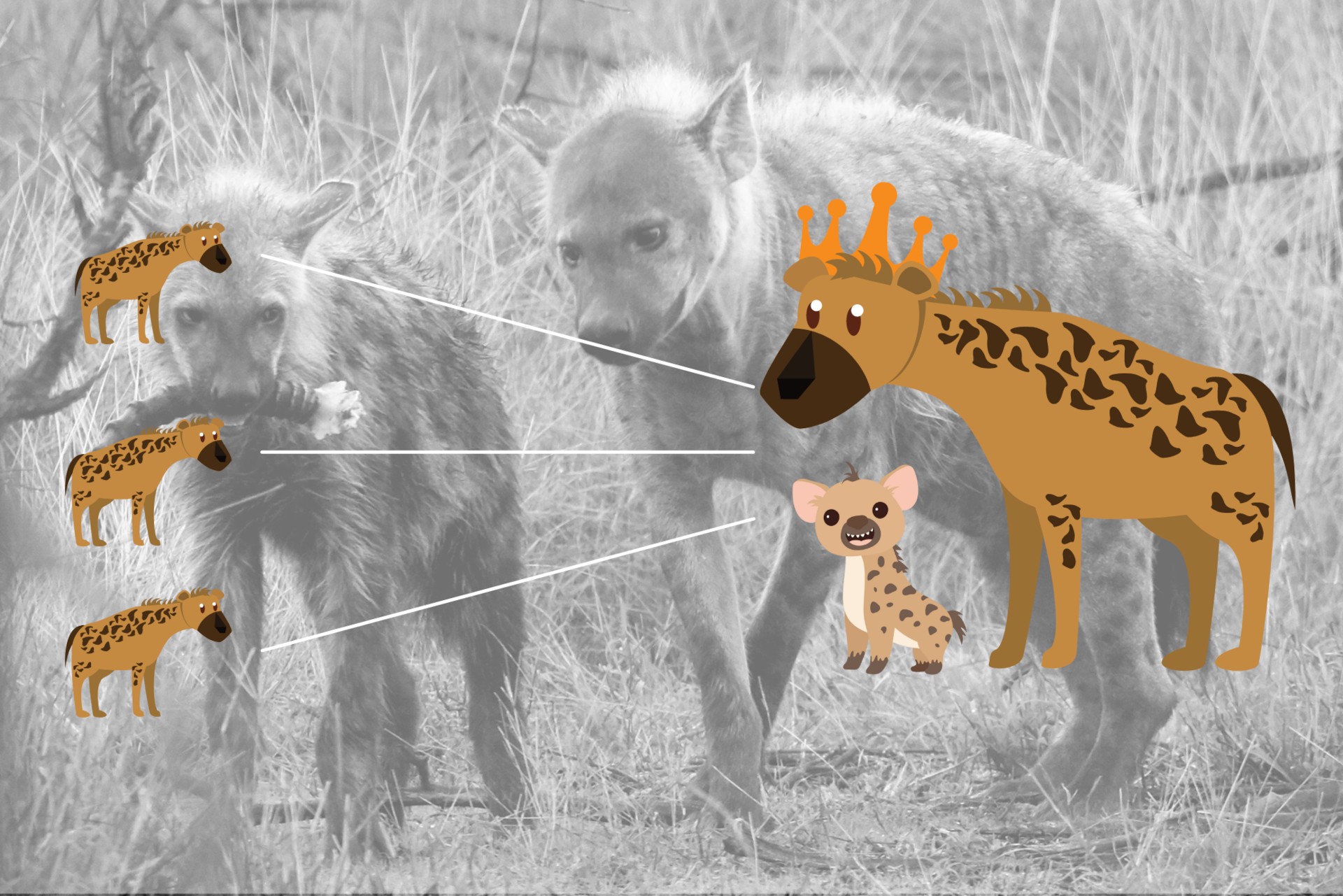 Alta società - la iena maculata eredita le reti sociali