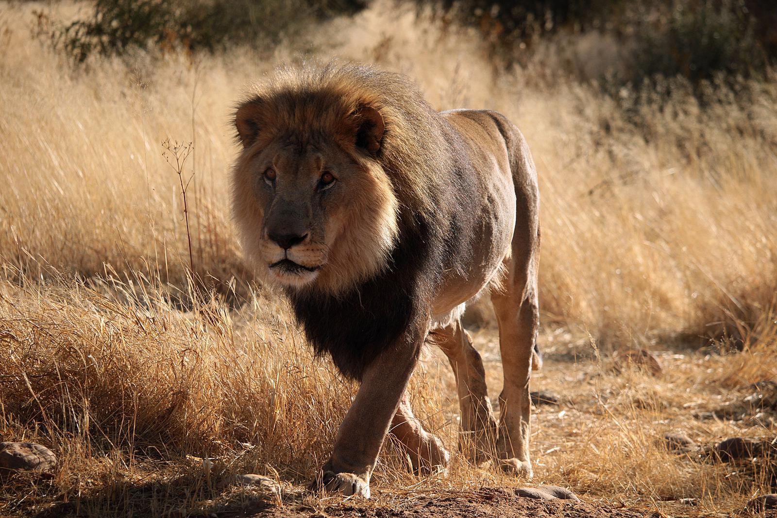 Cosa vedere in Namibia