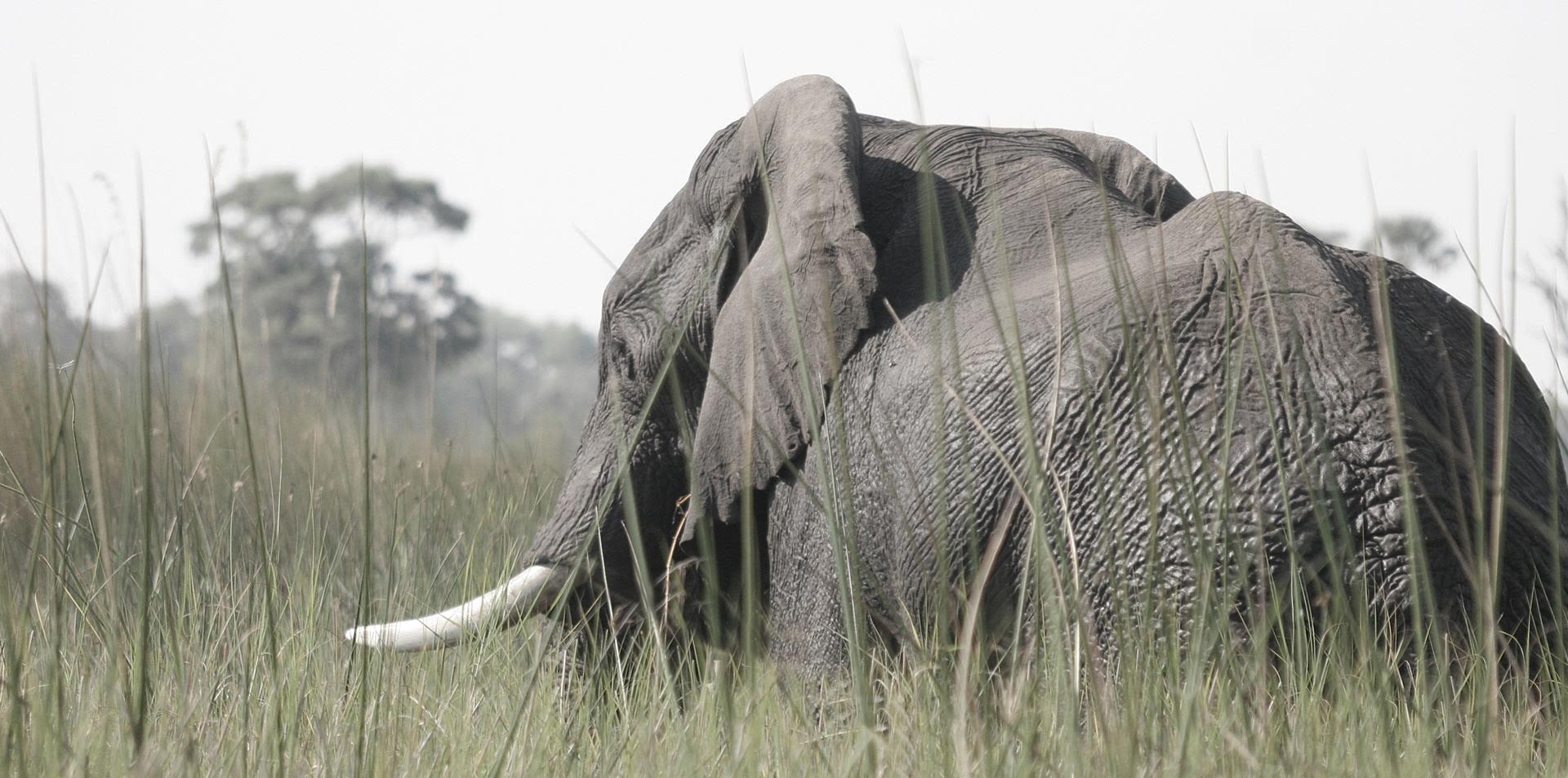 Cascate Vittoria, Chobe e Namibia del Nord con Etosha con Cate - 18- 28 Aprile 2027