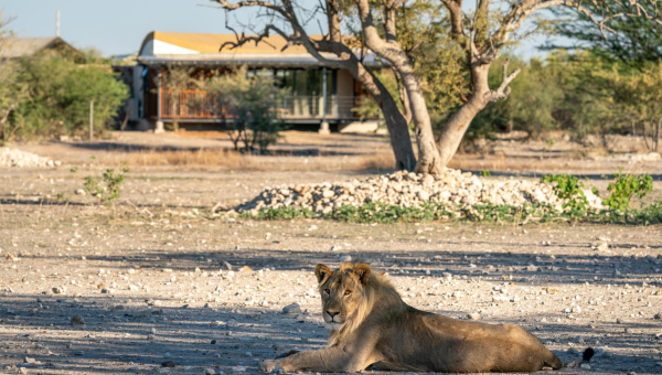 Luxury Namibia in Self drive o con guida