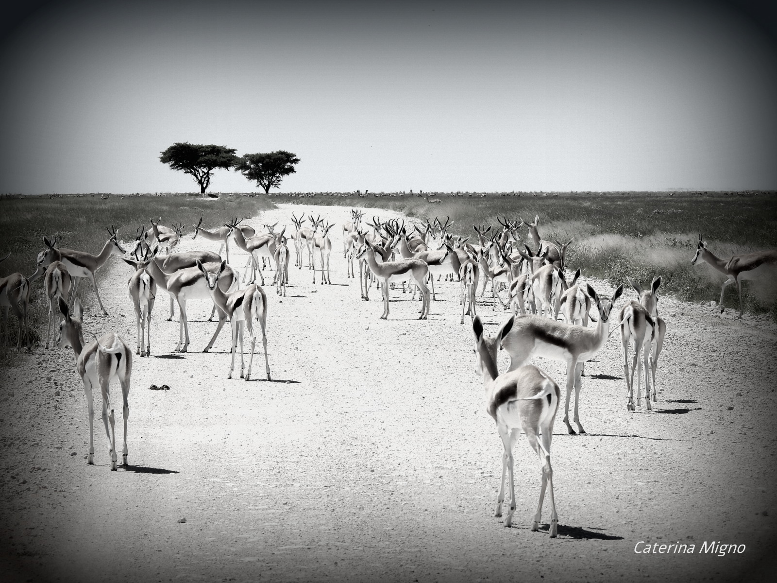 Etosha National Park..il cuore pulsante del Nord della Namibia